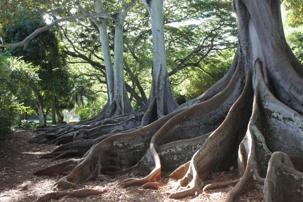 Jurassic Park fig tress (Go Hawaii)