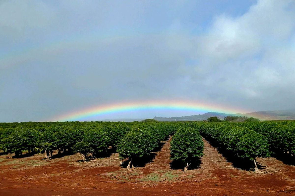 Kauai Coffee Company (website)