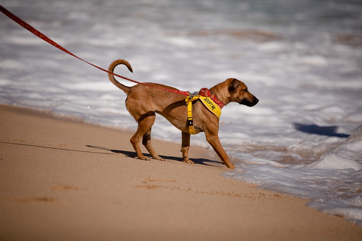Kauai Humane doggy field trip (website)