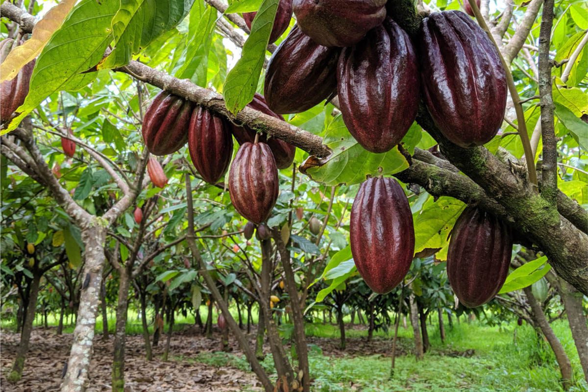 Lavaloha Chocoloate Farm Big Island Hawaii (website)