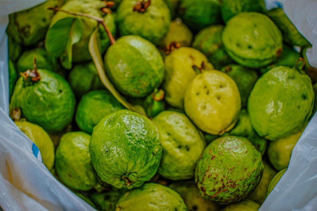 Guava Hawaiian fruit