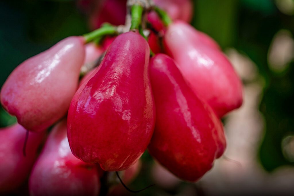 Mountain apple Hawaiian fruit