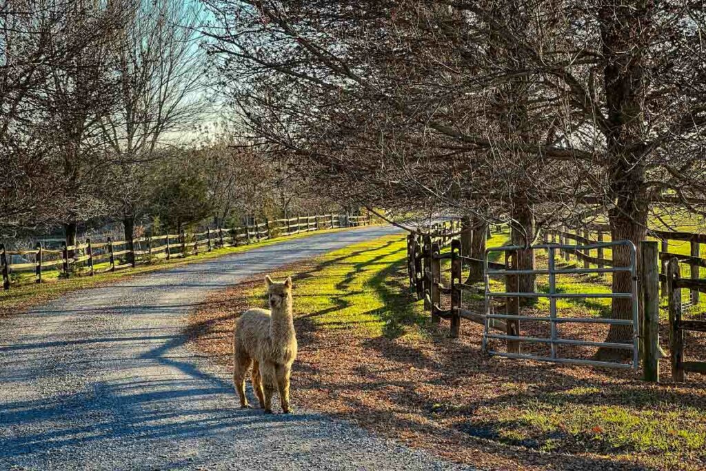 Harvest Hosts alpaca farm Vermont