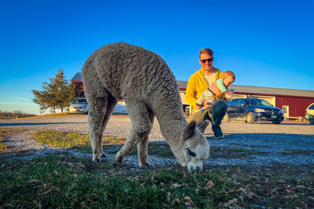 Vermont alpaca farm Harvest Hosts