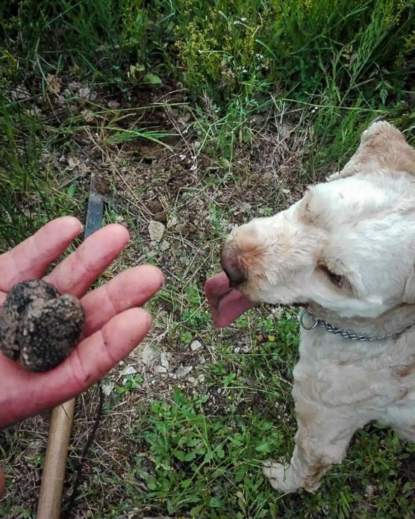 Truffle Hunting (Airbnb)