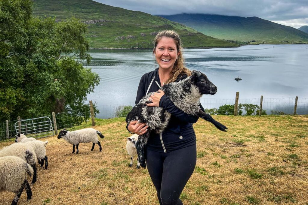 Connemara Ireland sheep