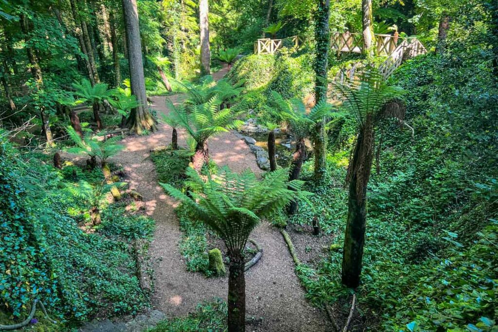 Fern Garden Blarney Castle Ireland