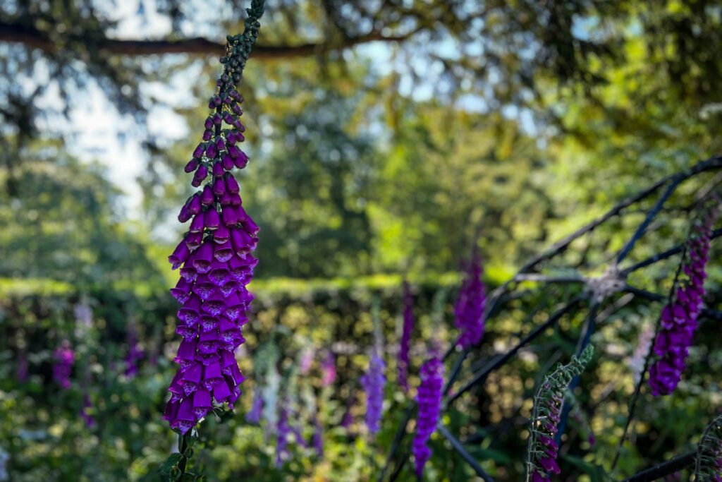 Poison Garden Blarney Castle Ireland