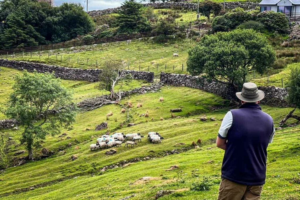 Sheep herding demonstration Ireland