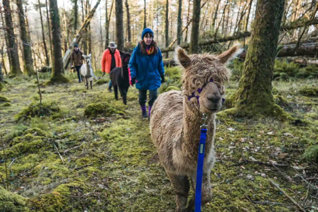 Alpaca Forest Trekking Ring of Kerry Ireland (Airbnb)