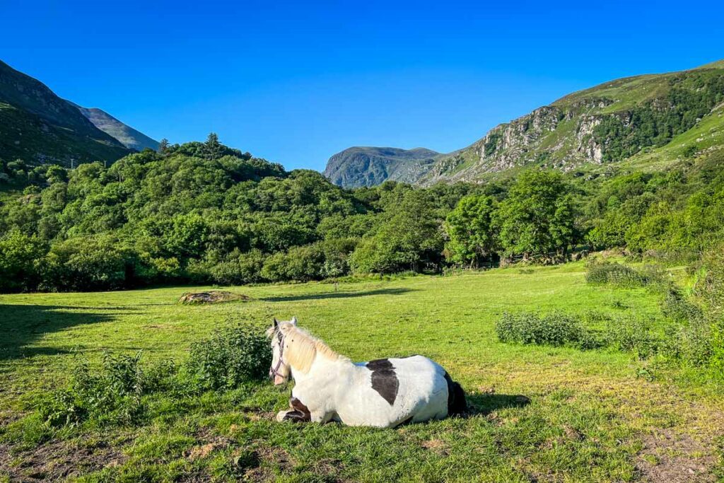 Gap of Dunloe horse Ireland