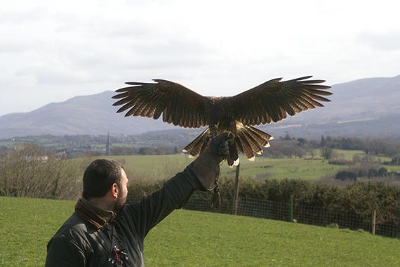 Killarney Falconry