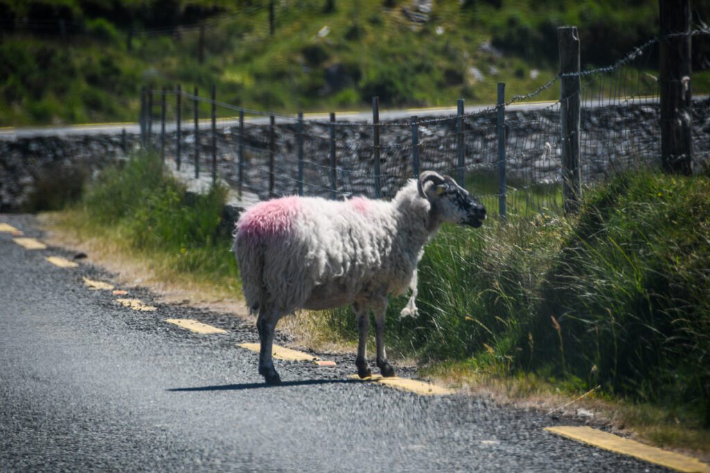 Driving in Ireland