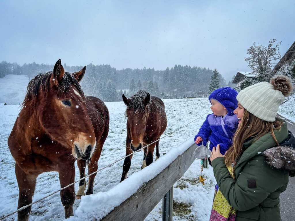 Horses Garmisch, Germany in the snow