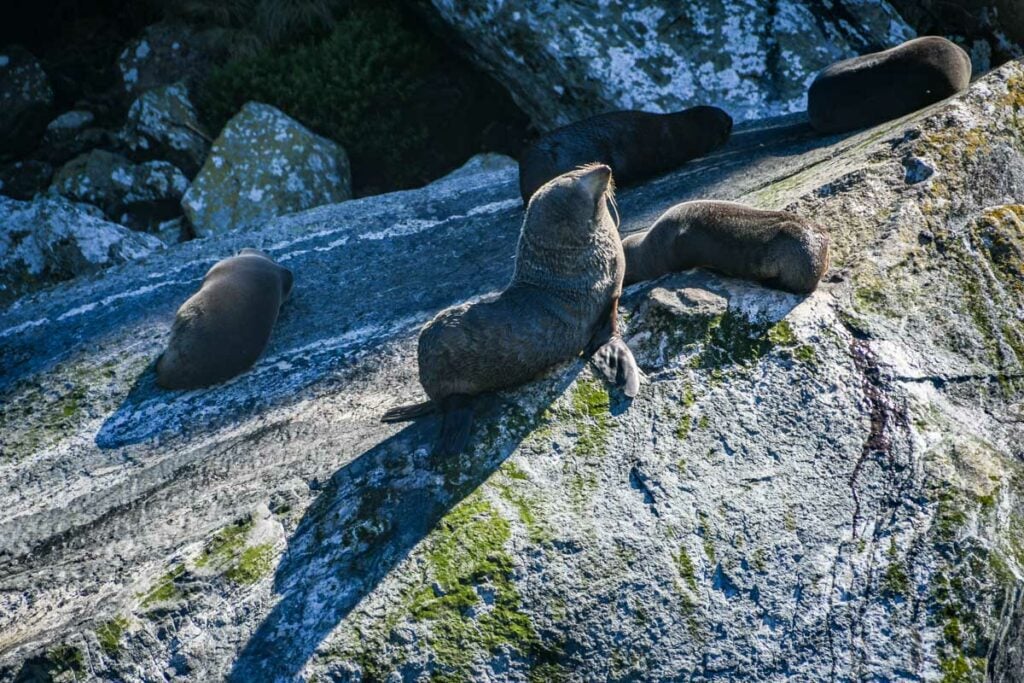 Seal Rock Milford Sound New Zealand