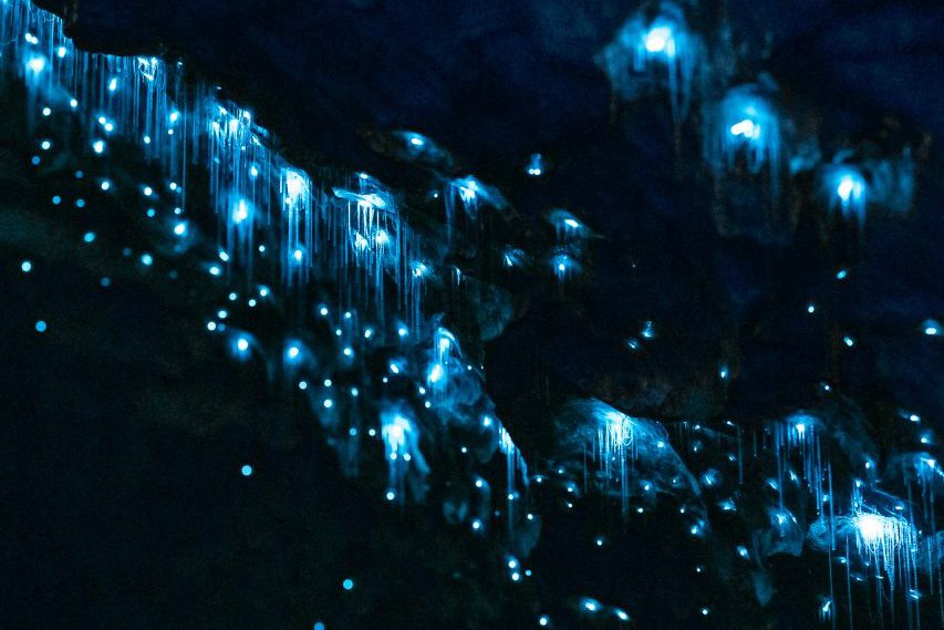 Te Anau Glowworm Caves (Get Your Guide)