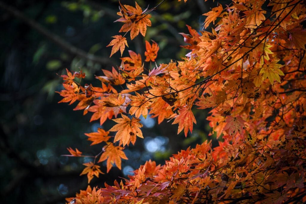 Autumn in Japan fall foliage