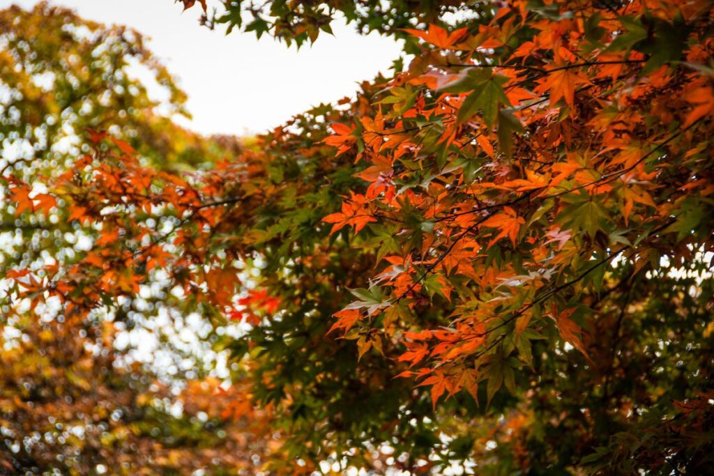 Autumn in Japan fall foliage