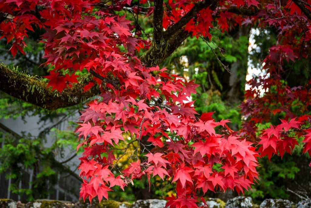 Autumn in Japan fall foliage