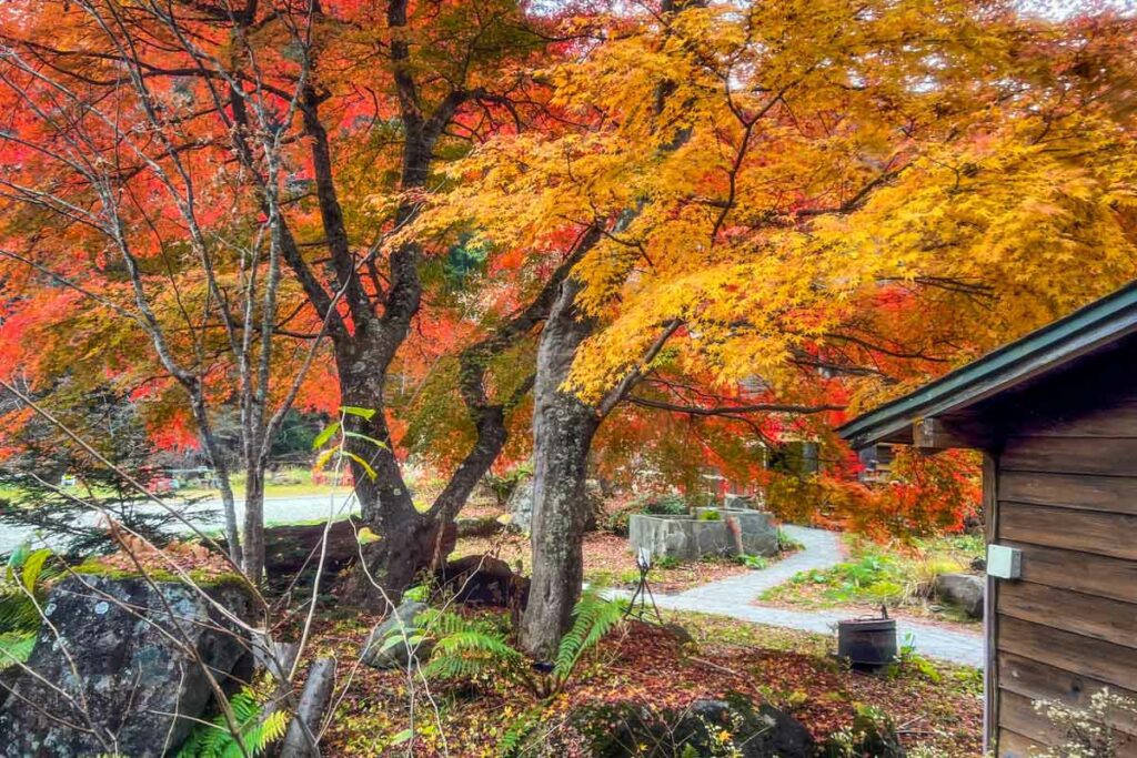 Autumn in Japan fall foliage