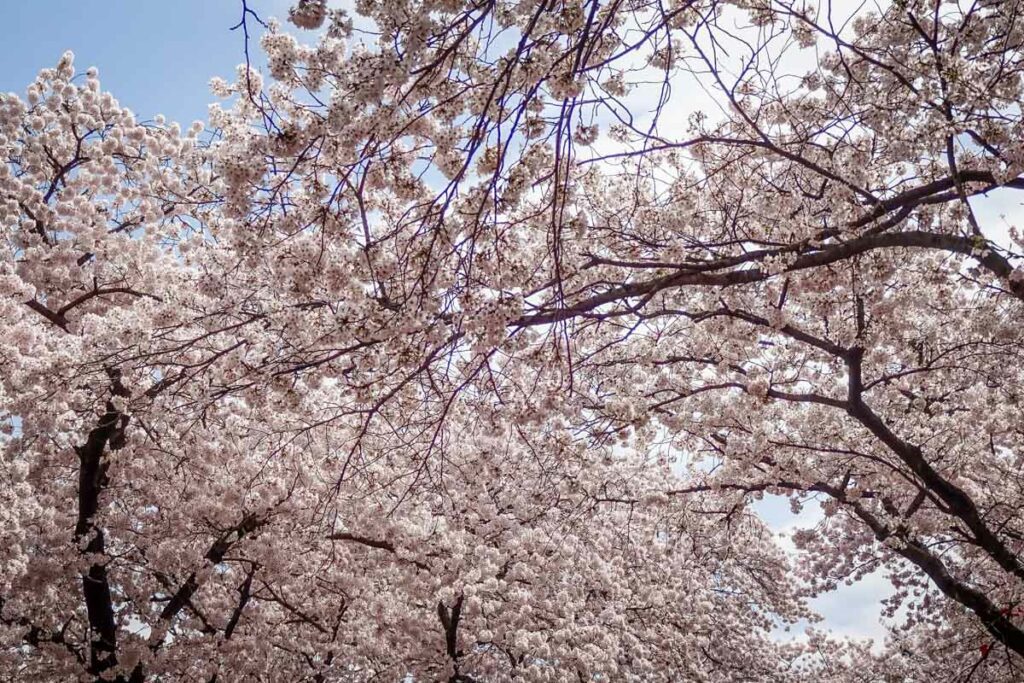 Cherry blossoms