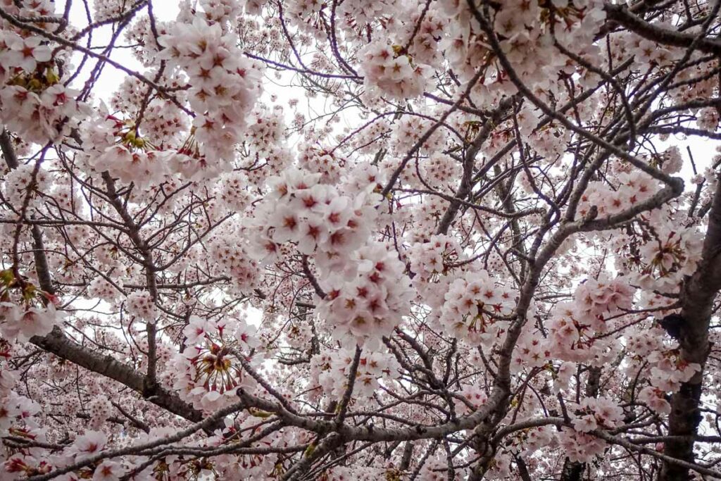 Cherry blossoms