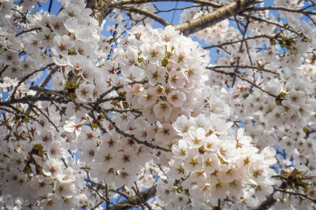 Cherry blossoms