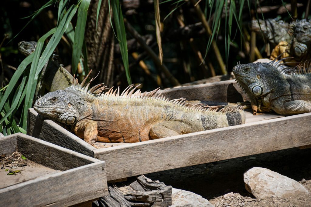 Iguanas at El Chiflon Chiapas