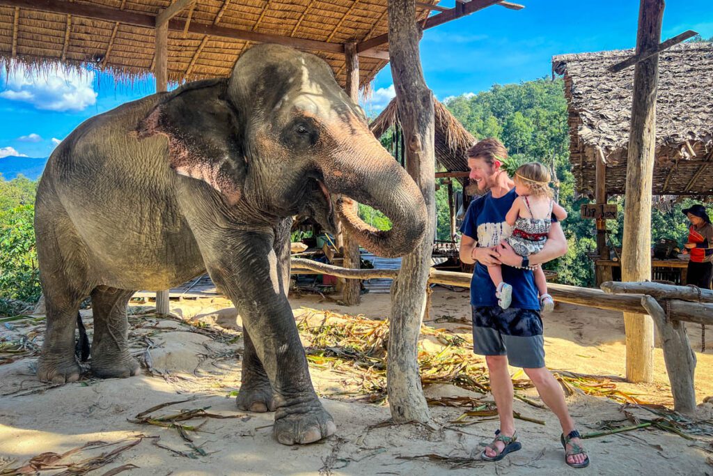 Chiang Lai Orchard Elephant Sanctuary Chiang Mai Thailand