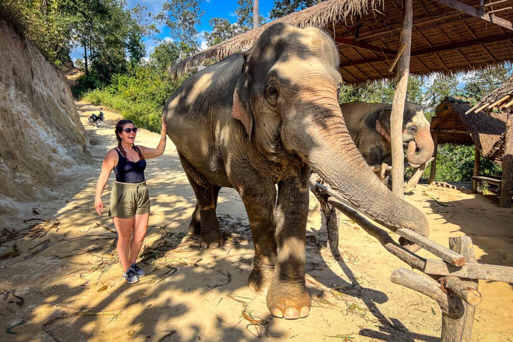 Chiang Lai Orchard Elephant Sanctuary Chiang Mai Thailand