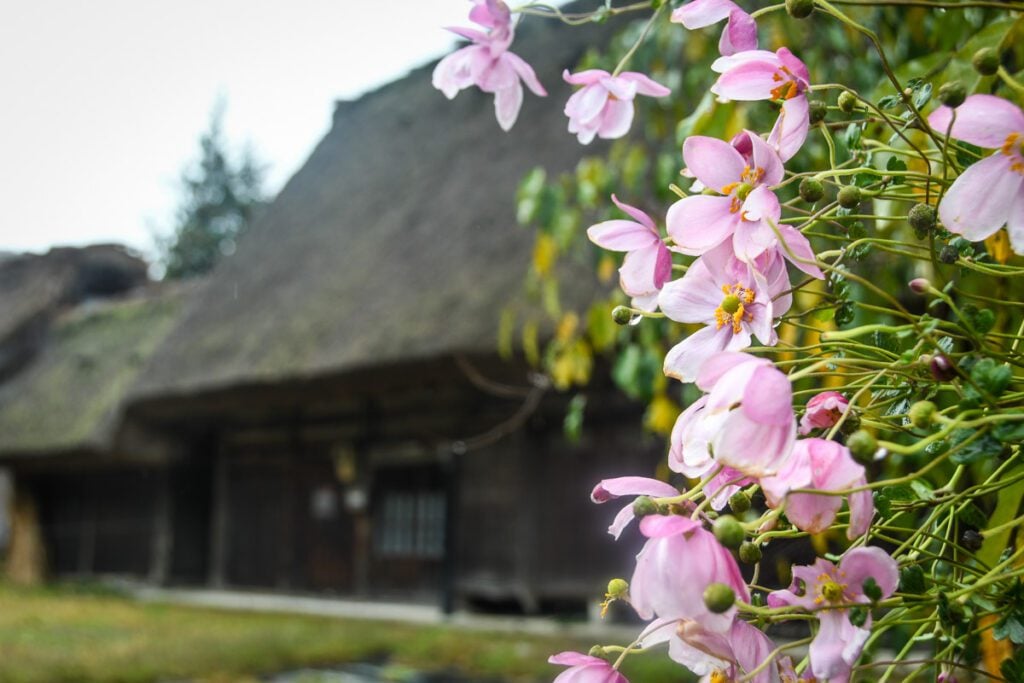 Shirakawa-go Japan flowers