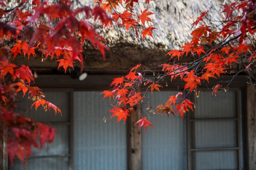 Shirakawa-go Japan momiji