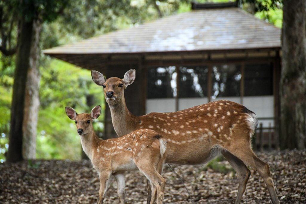 Nara Deer Park Japan