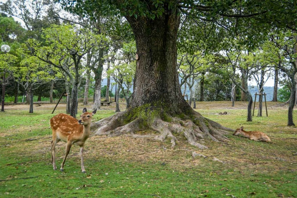 Nara Deer Park Japan