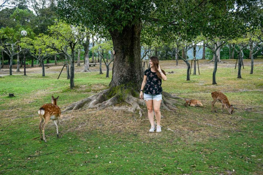 Nara Deer Park Japan