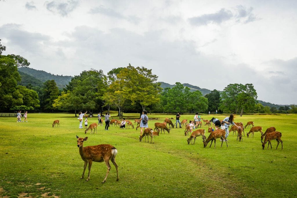 Nara Deer Park Japan