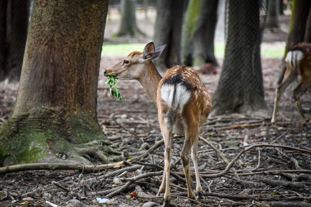 Nara Deer Park Japan