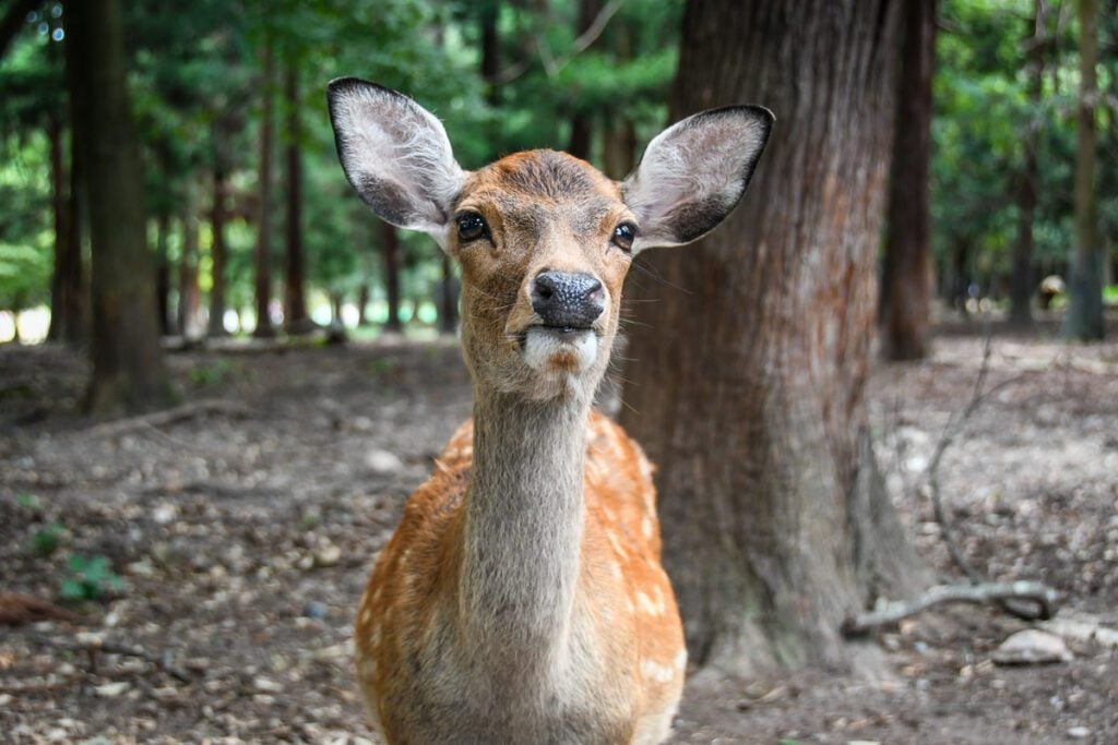 Nara Deer Park Japan