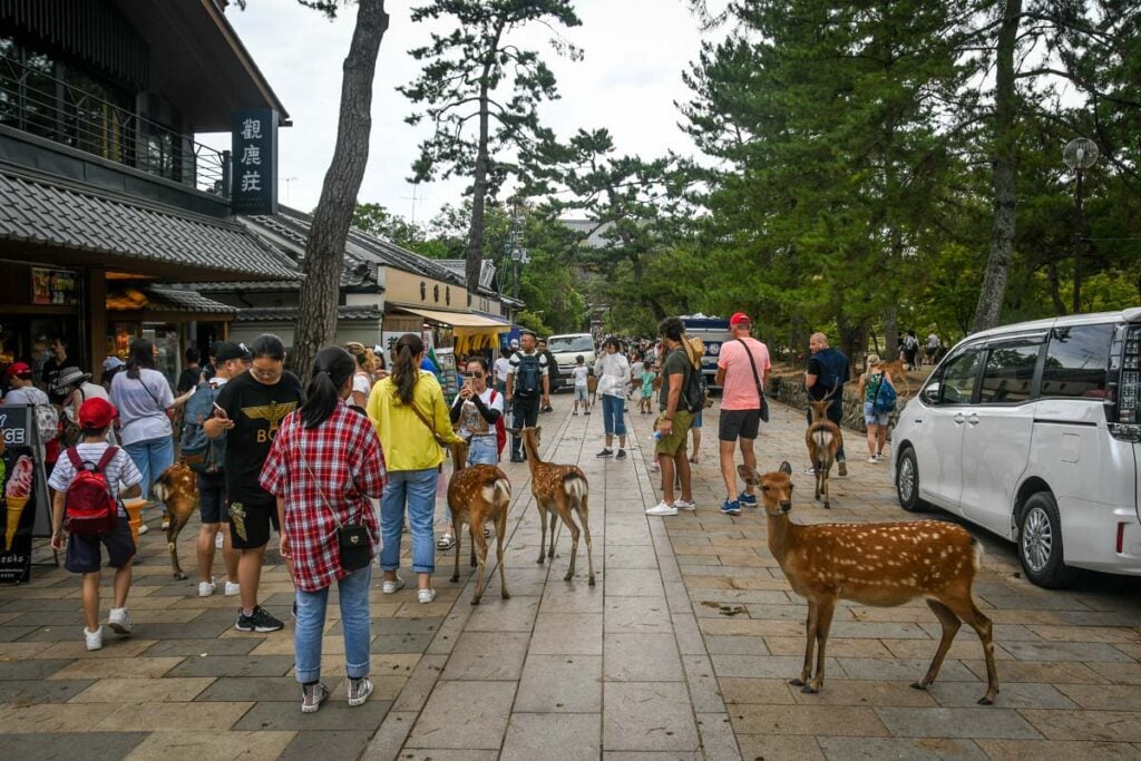 Nara Deer Park Japan