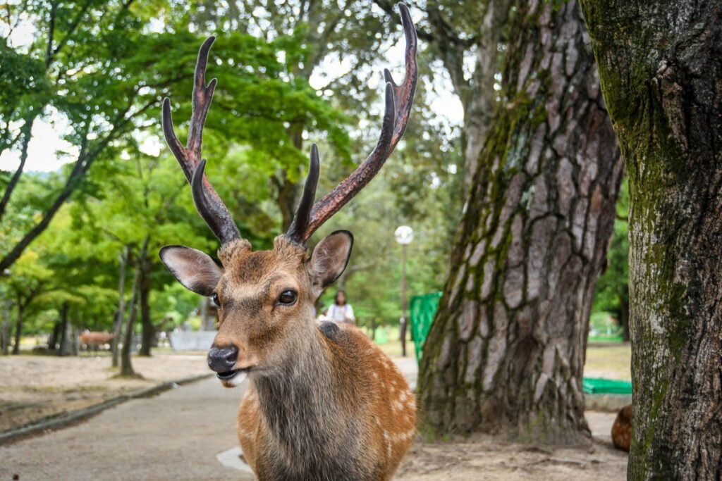 Nara Deer Park Japan