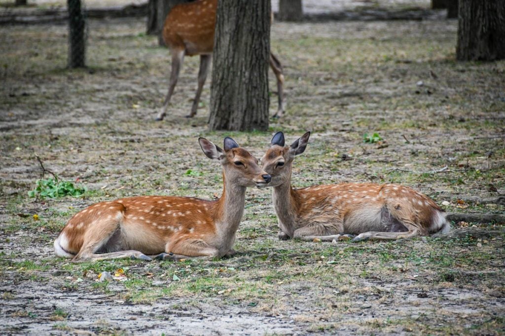 Nara Deer Park Japan