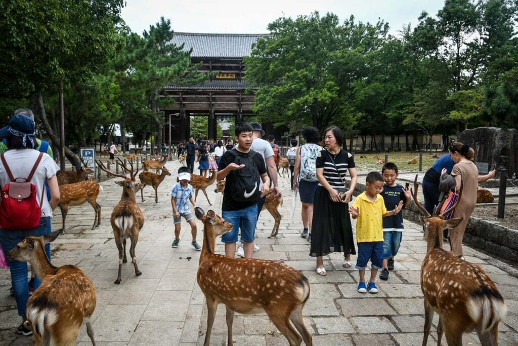 Nara Deer Park Japan