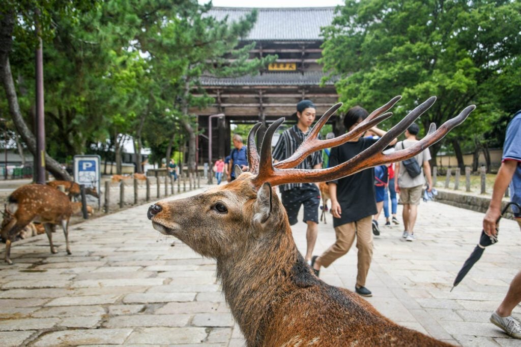 Nara Deer Park Japan