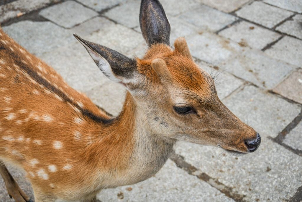 Nara Deer Park Japan