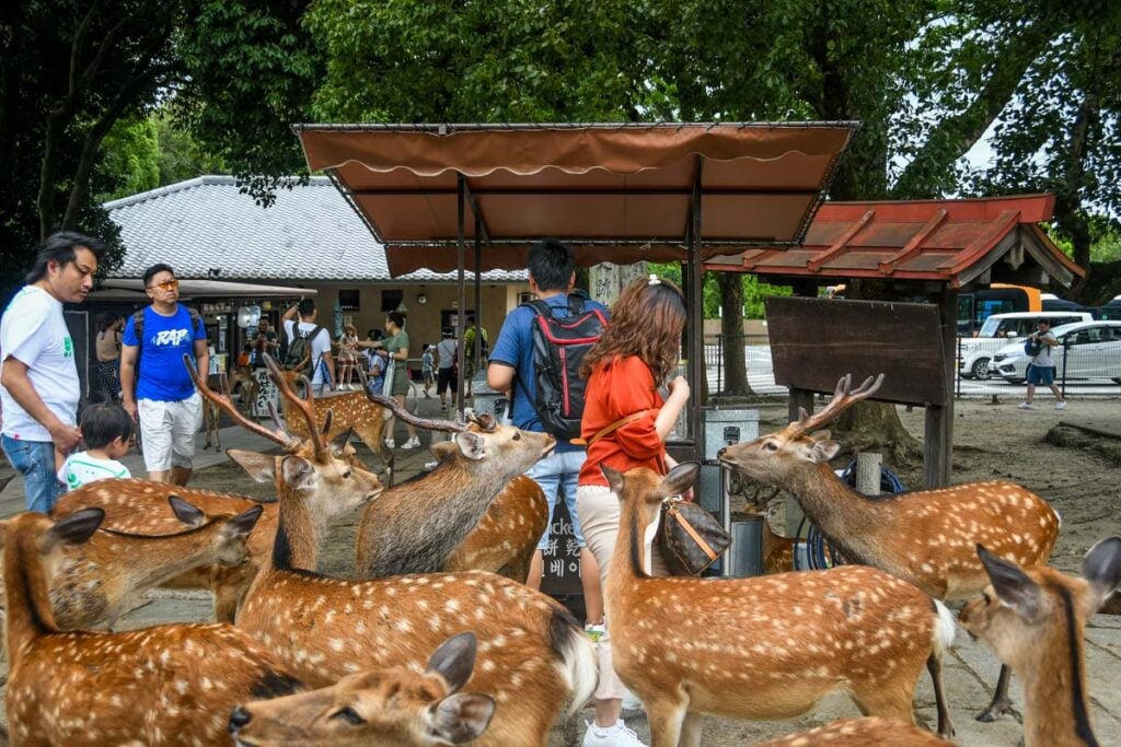 Nara Deer Park Japan