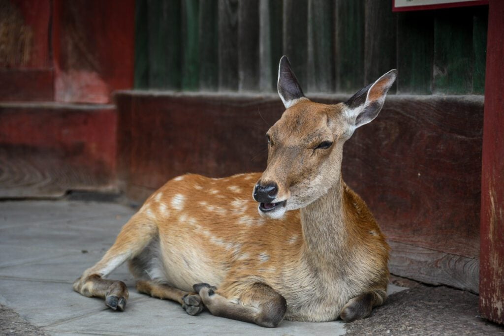 Nara Deer Park Japan