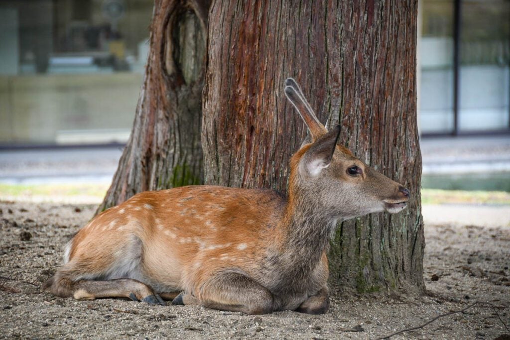 Nara Deer Park Japan