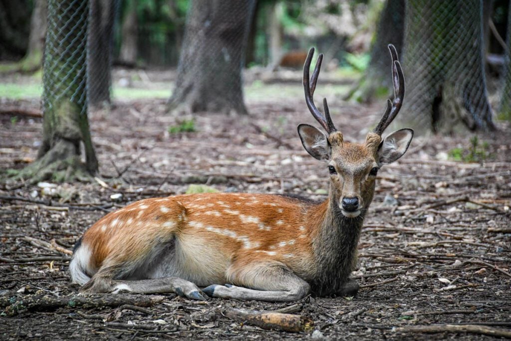 Nara Deer Park Japan