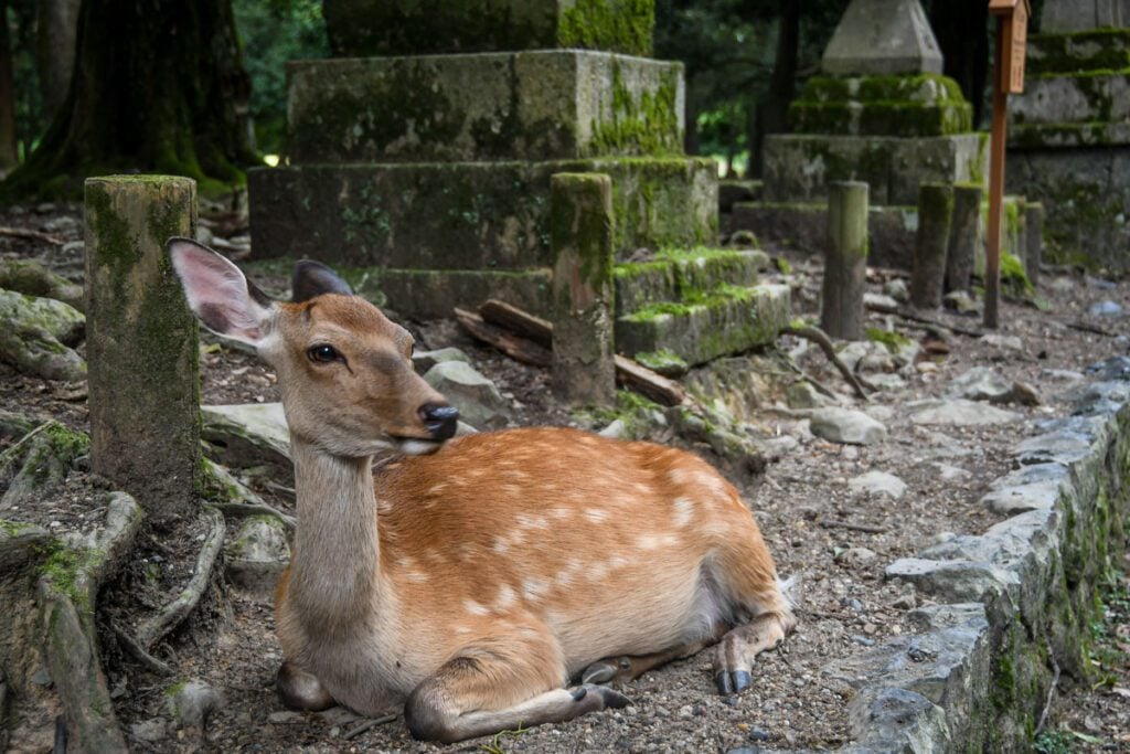 Nara Deer Park Japan