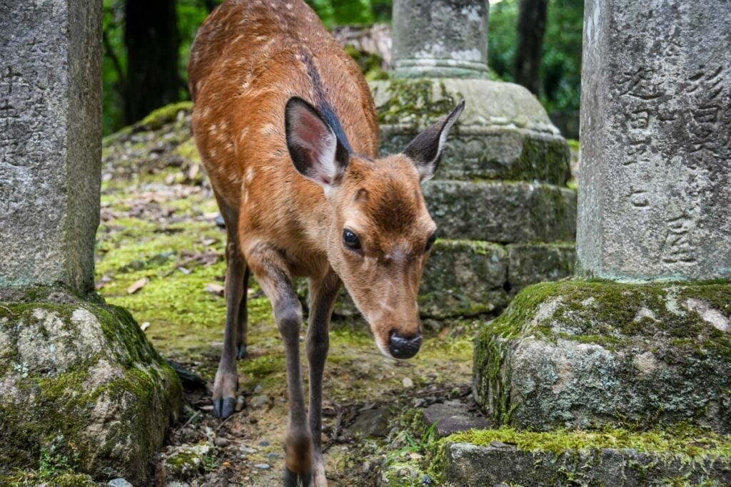 Nara Deer Park Japan